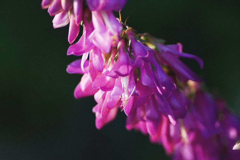 jb_sweetvetch_4432.jpg