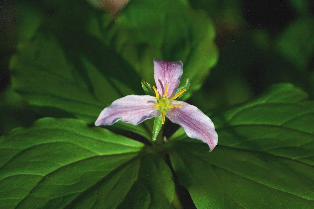 jb_trilliium_4095.jpg