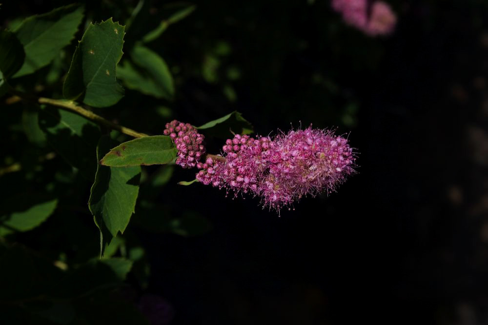 jb_unidentified_2704.jpg