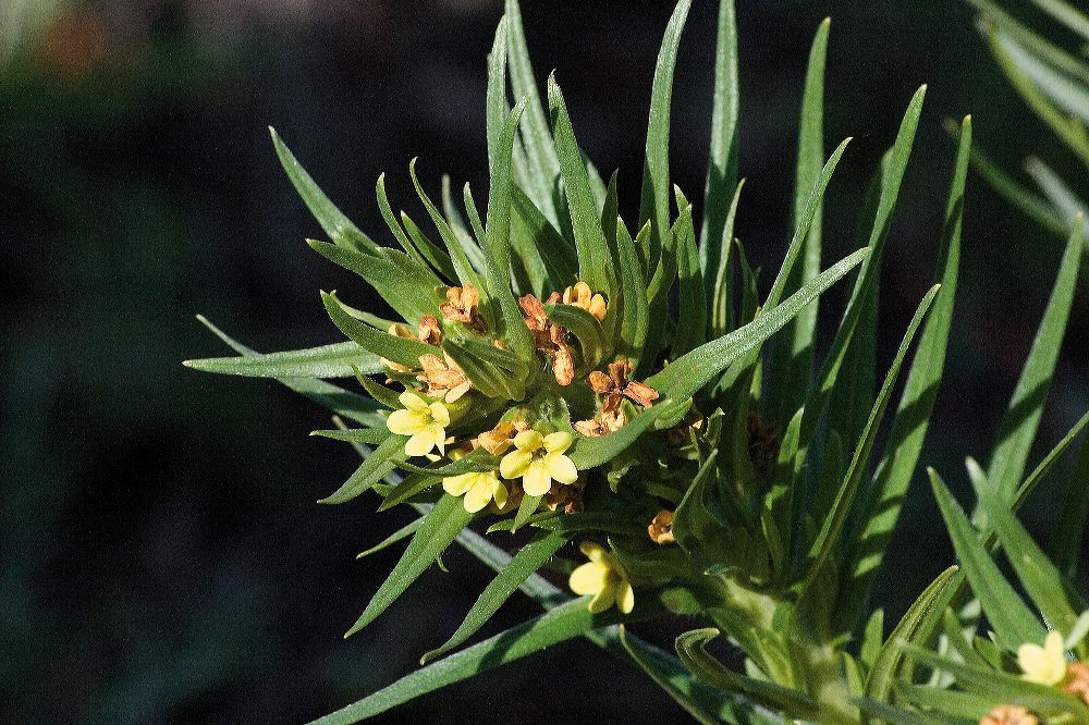 jb_waysidegromwell_4056.jpg