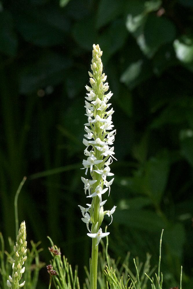 jb_whitebogorchid_4507.jpg
