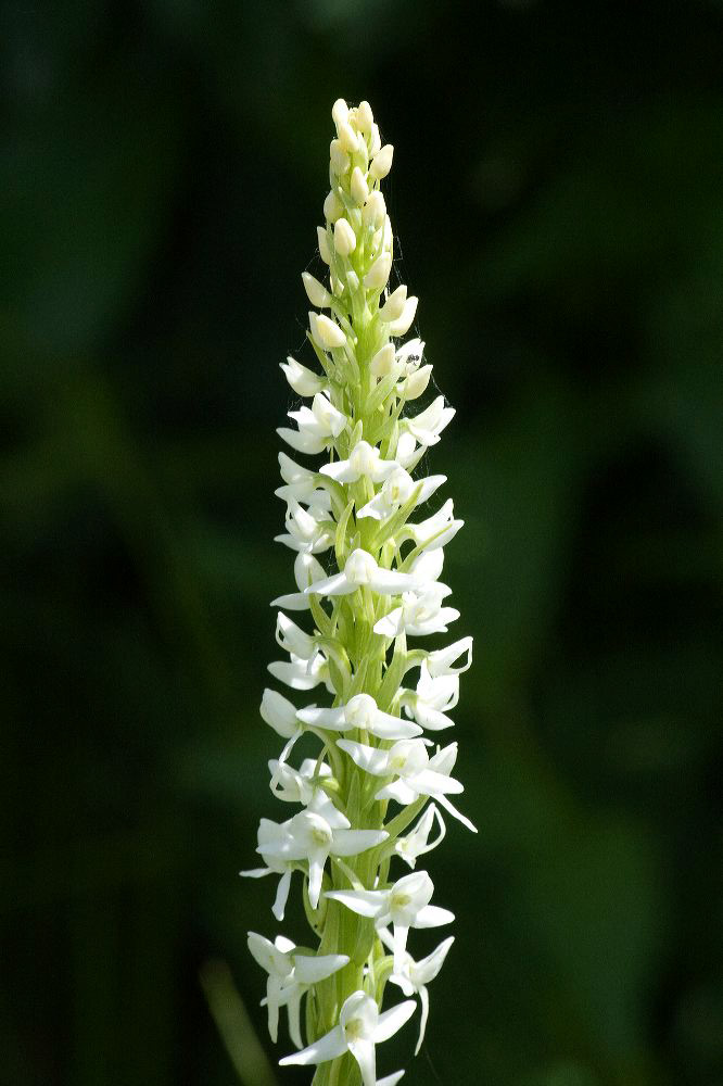 jb_whitebogorchid_4509.jpg