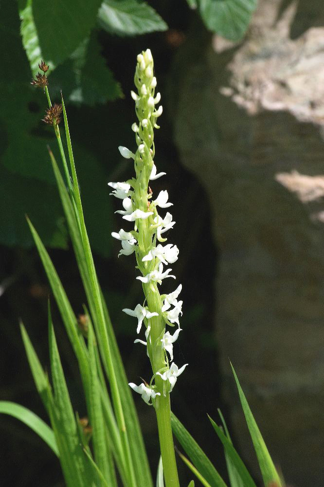 jb_whitebogorchid_4514.jpg