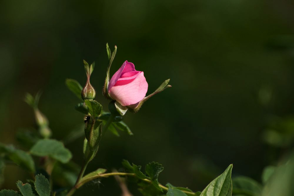 jb_wildrose_0607.jpg