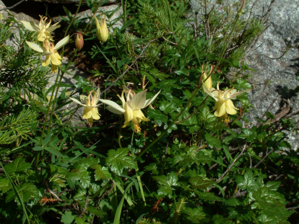 jb_yellowcolumbine_0112.jpg