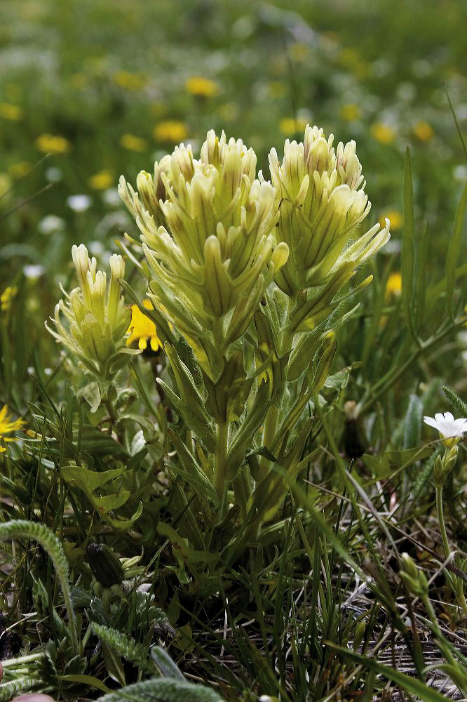 jb_yellowpaintbrush_02.jpg
