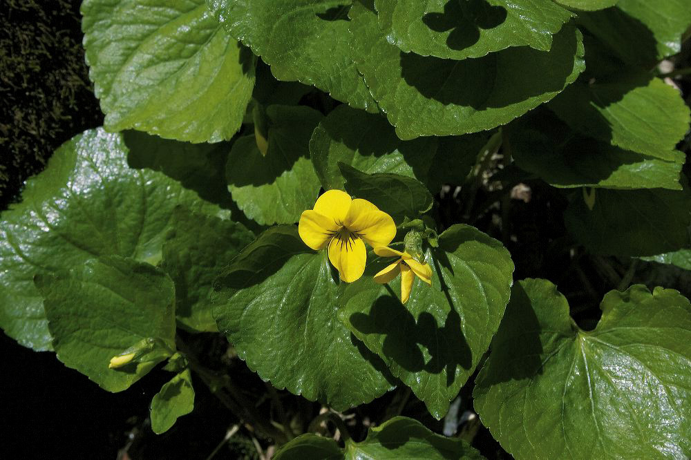jb_yellowviolets_001.jpg