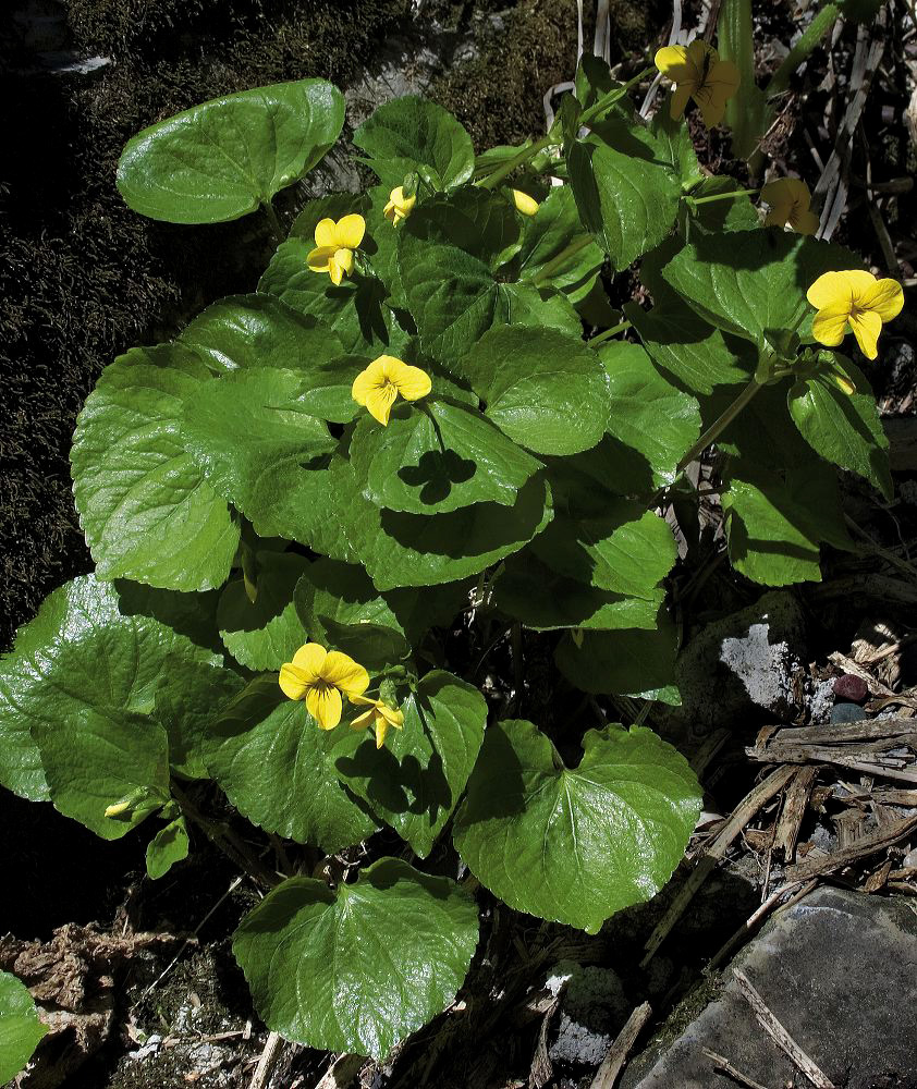 jb_yellowviolets_002.jpg
