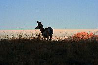 jb_antelope-silh_5422