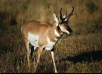 jb_antelope_01