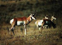 jb_antelope_02