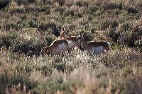 jb_antelope_3818