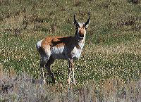 jb_antelope_3938
