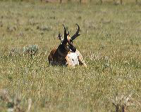 jb_antelope_6447