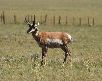 jb_antelope_6458