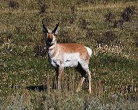 jb_antelopebuck_3926