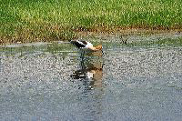 jb_avocet_4267
