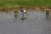 jb_avocet_4276