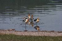 jb_avocet_5641