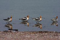 jb_avocet_5647