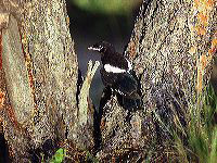 jb_babymagpie_01