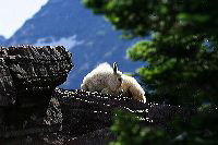 jb_babymtngoat_4932