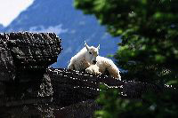 jb_babymtngoat_4933