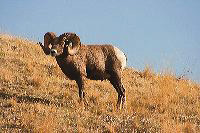 jb_bighornram_5561