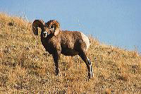 jb_bighornram_5593