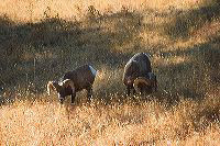 jb_bighornrams_5408