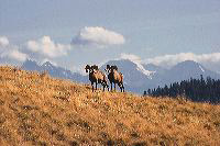 jb_bighornrams_5532