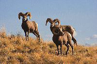 jb_bighornrams_5583