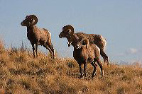 jb_bighornrams_5586