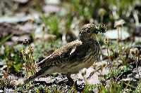 jb_bird_4954