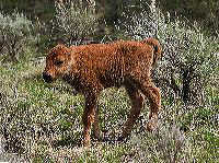 jb_bison-calf_3952