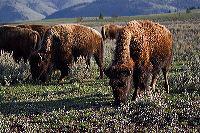 jb_bison_3756