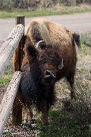 jb_buffaloscratch_3964