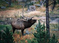 jb_bullelk_02