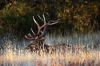 jb_bullelk_5446