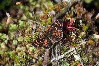 jb_butterfly_4524