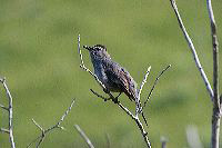 jb_catbird_4210
