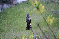 jb_catbird_4304