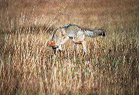 jb_coyote_001