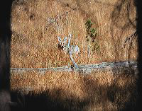 jb_coyote_002
