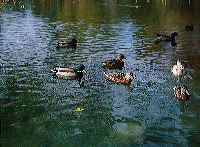 jb_ducks_001