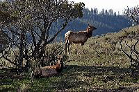 jb_elk_3631