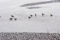 jb_geese_3465