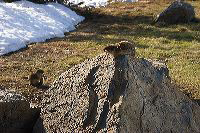 jb_groundsquirrel_001