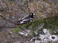 jb_harlequin_002