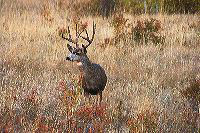jb_mdbuck_5386